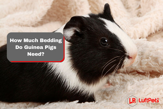 guinea pig lying on a fleece blanket