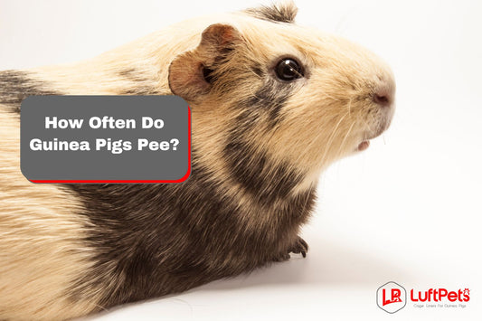 guinea pig posing beside the text "how often do guinea pigs pee?"