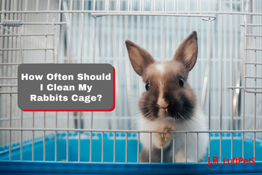 How often should I clean my rabbit's cage
