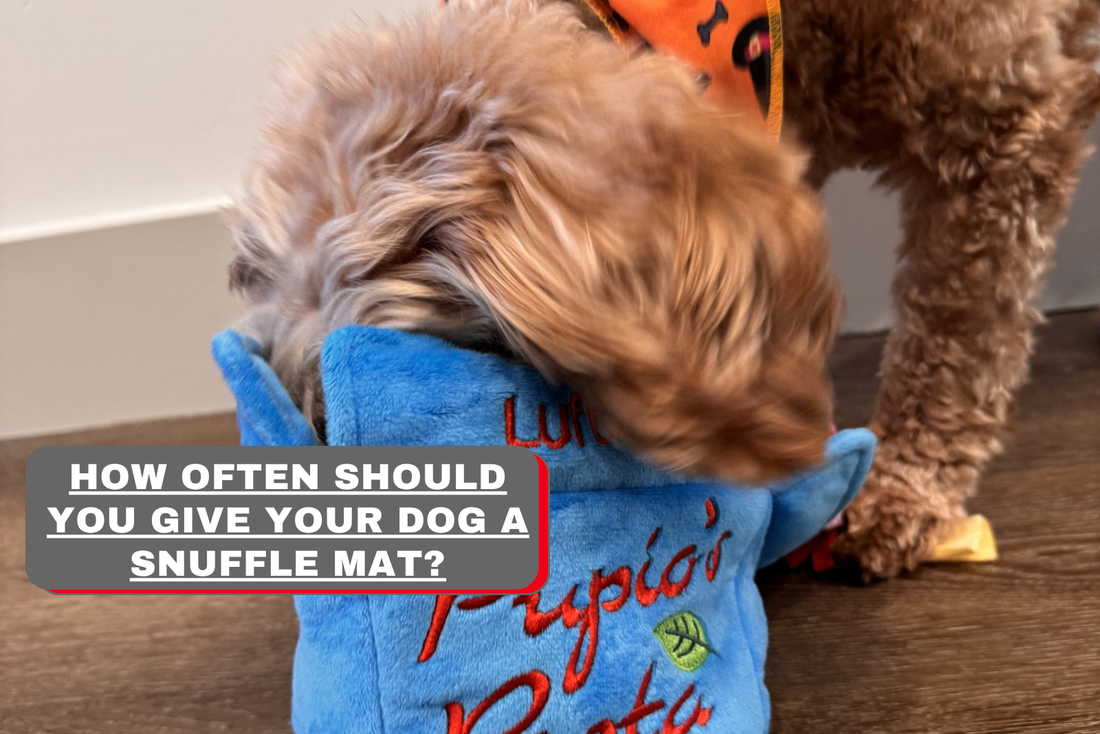 dog sniffing from a pupio pasta snuffle mat