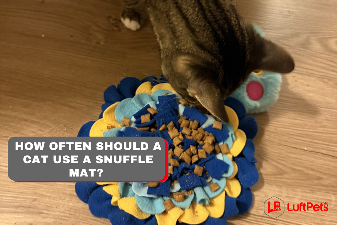 How Often Should a Cat Use a Snuffle Mat? (Vet-Backed Guide)