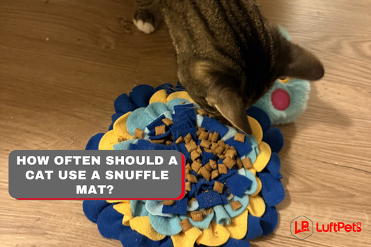 How Often Should a Cat Use a Snuffle Mat? (Vet-Backed Guide)