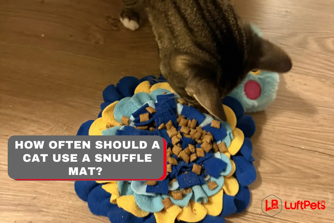 How Often Should a Cat Use a Snuffle Mat? (Vet-Backed Guide) LUFTPETS