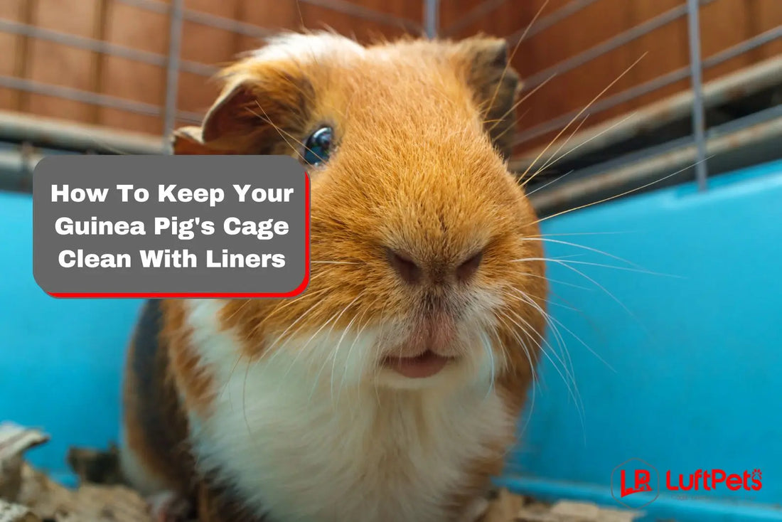 guinea pig inside a cage with liners