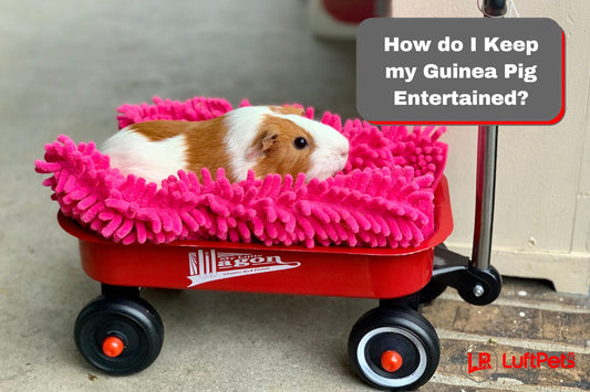 How do I Keep my Guinea Pig Entertained?