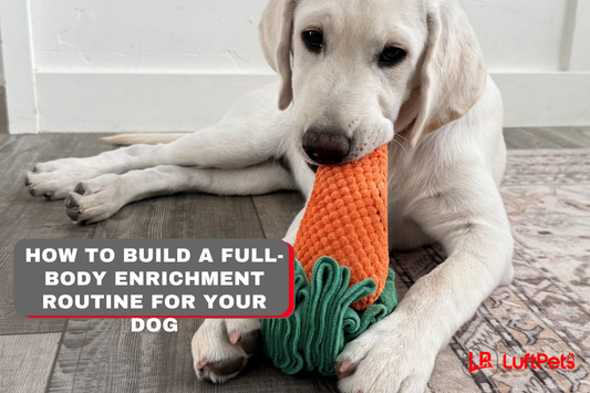 How to Build a Full-Body Enrichment Routine for Your Dog