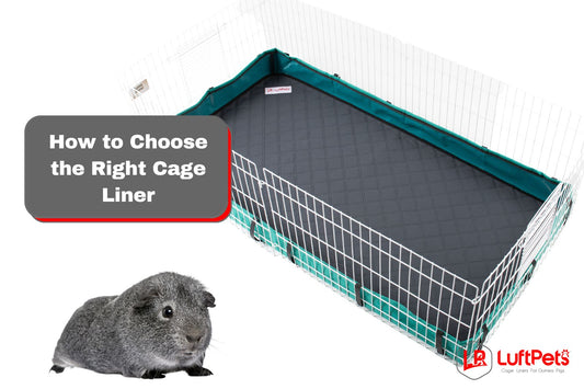 guinea pig beside a cage with liner