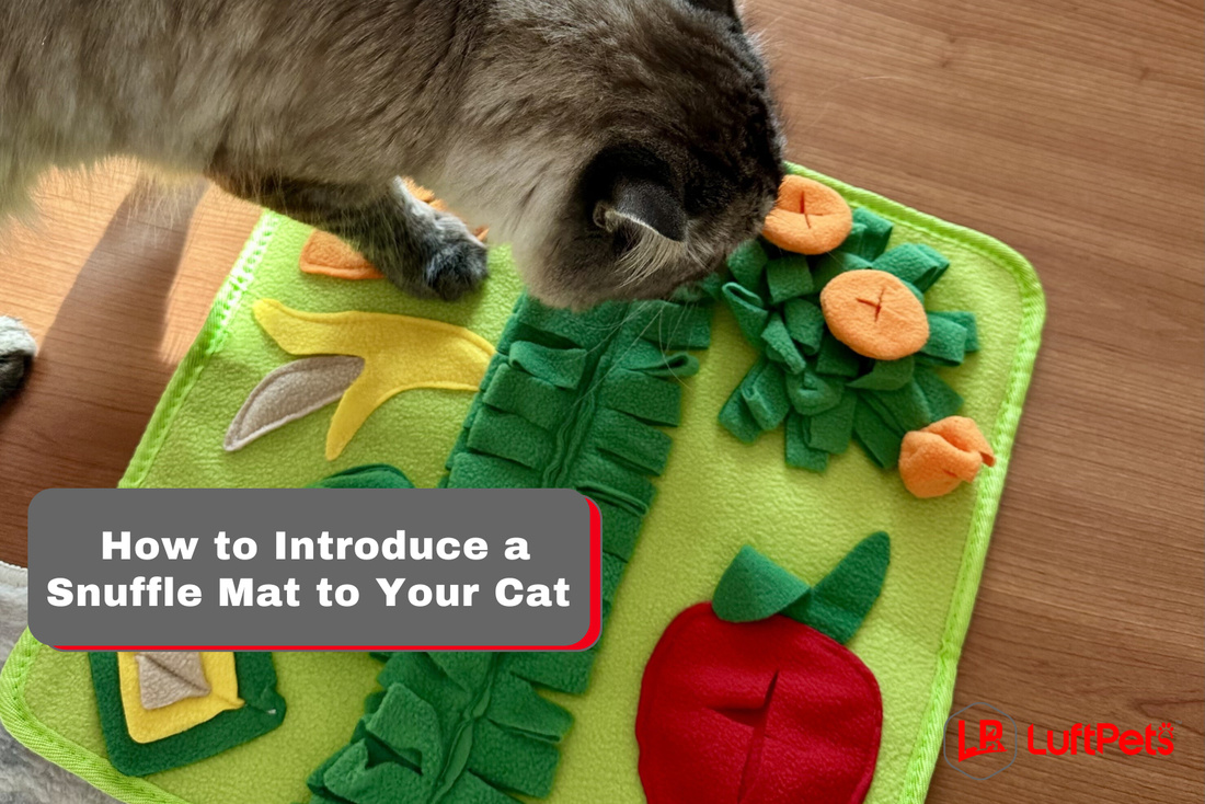 a cat sniffing from luftpets snuffle mat and being introduced to a snuffle mat