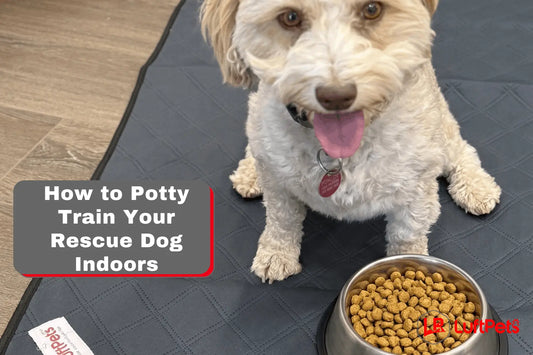 a dog sitting on luftpets pee pads and with the text How to Potty Train Your Rescue Dog Indoors