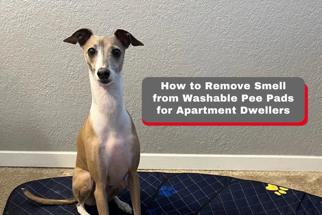 How to Remove Smell from Washable Pee Pads for Apartment Dwellers LUFTPETS