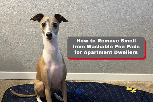 How to Remove Smell from Washable Pee Pads for Apartment Dwellers LUFTPETS