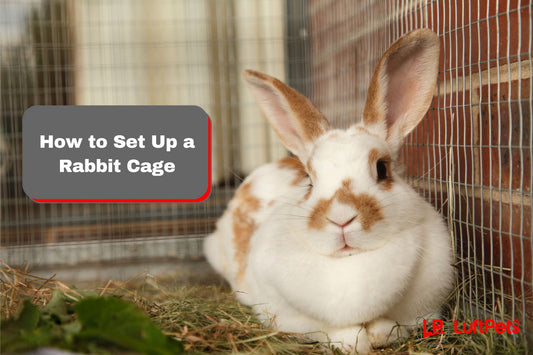 rabbit inside a cage beside the text "how to set up a rabbit cage"