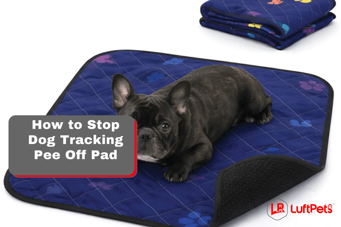 dog sitting on luftpets pee pad