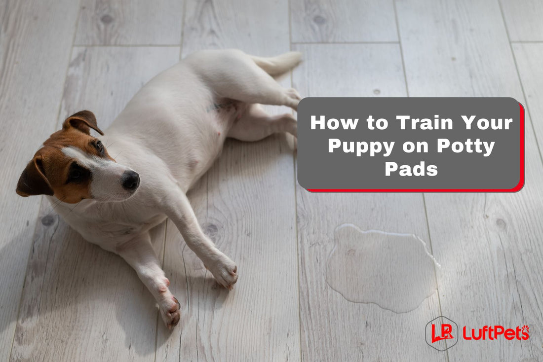 How to Train Your Puppy on Potty Pads (Like A Pro!)