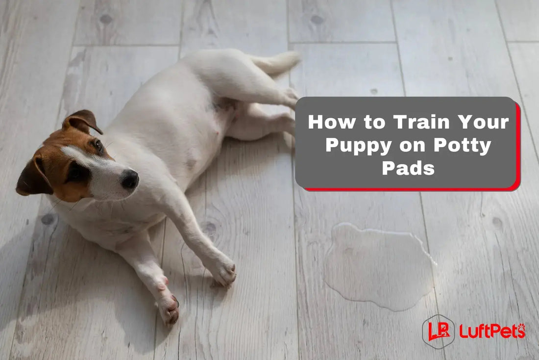 How to Train Your Puppy on Potty Pads (Like A Pro!) - LUFTPETS