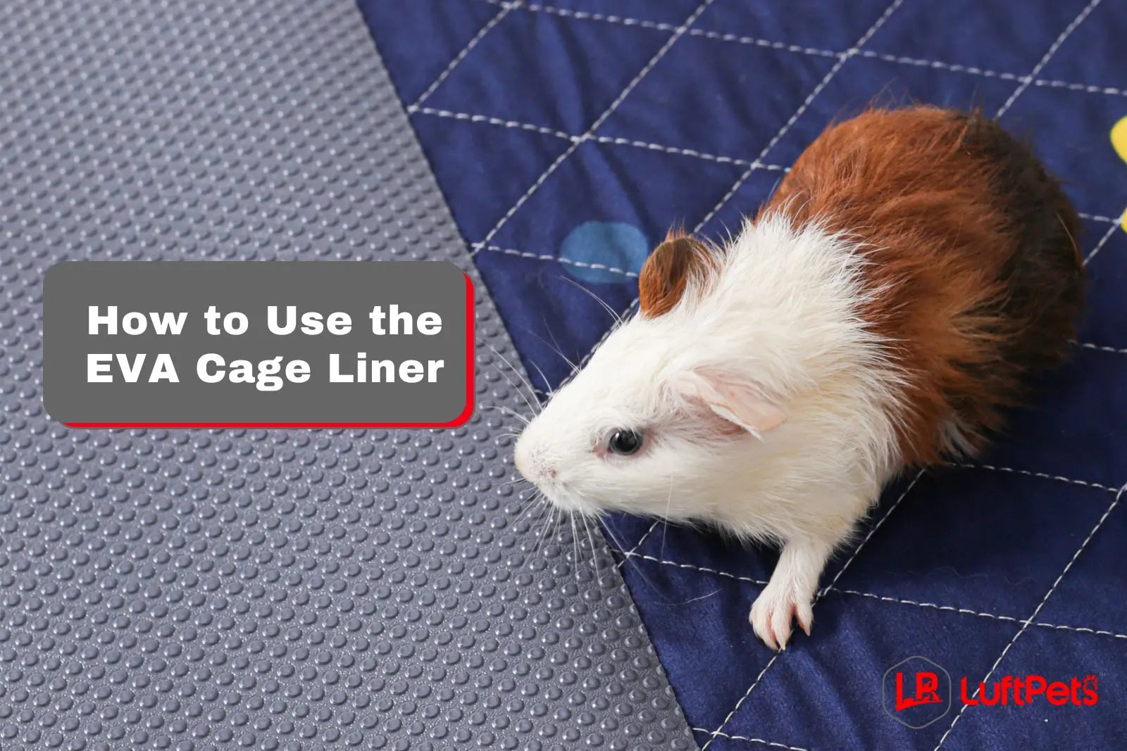 How to Use the EVA Guinea Pig Cage Liner (in 4 Easy Steps!) – LUFTPETS