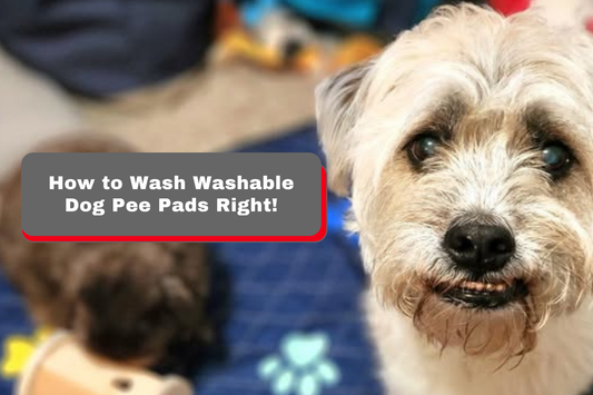Here's How to Wash Washable Dog Pee Pads Right!