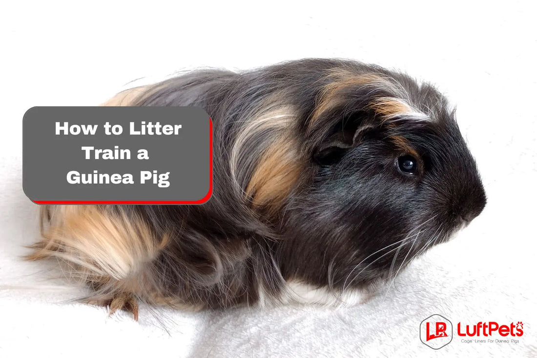 long-haired guinea pig behind the text "how to litter train a guinea pig"