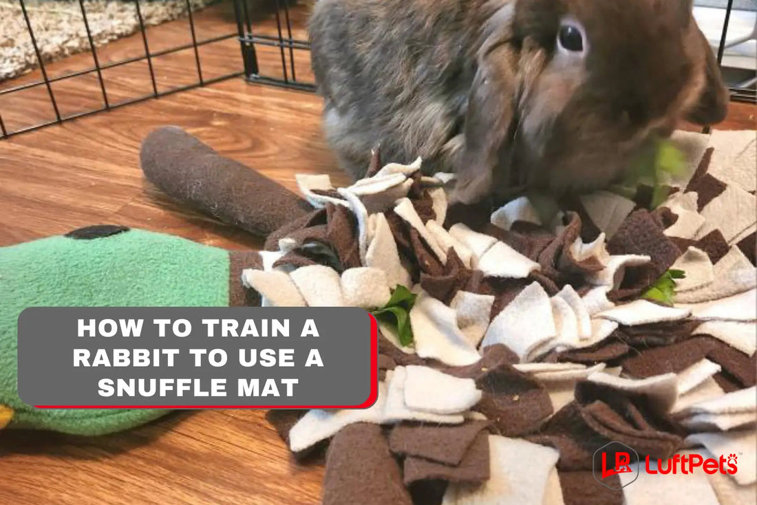 How to train a rabbit to use a snuffle mat RABBIT