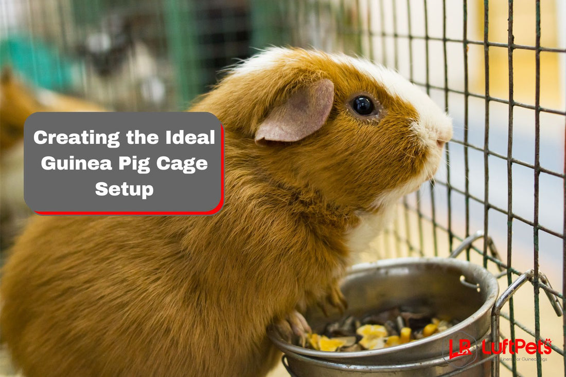 guinea pig inside an ideal cage