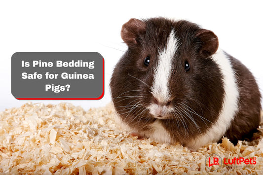 guinea pig on a pine bedding beside "Is Pine Bedding Safe for Guinea Pigs?"