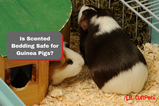 Guinea pigs in a cage with wood shavings but Is Scented Bedding Safe for Guinea Pigs?