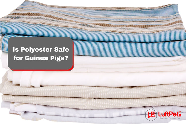 Is Polyester Safe for Guinea Pigs? 7 Reasons To Say Yes LUFTPETS