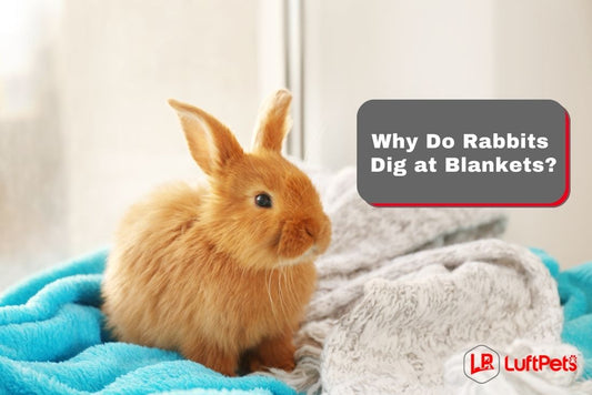 Why Do Rabbits Dig at Blankets? The Verdict!