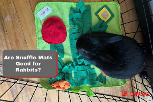 Are Snuffle Mats Good for Rabbits? Here's the Truth! - LUFTPETS