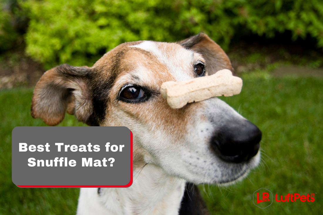 Best Treats for Snuffle Mat 10 Healthy Tips LUFTPETS