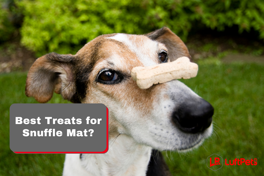 Best Treats for Snuffle Mat? 10 Healthy Tips!