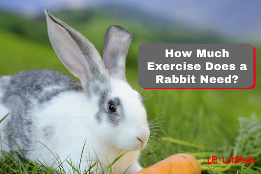 How Much Exercise Does a Rabbit Need? 5 Tips to Keep Them Active! - LUFTPETS