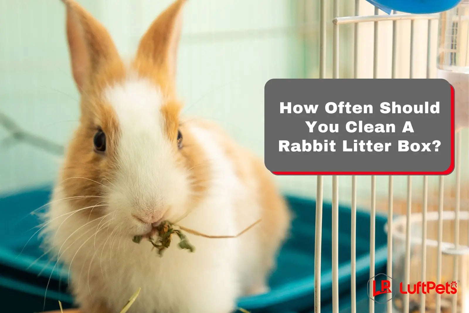 Clean The Rabbit How Often Should You Clean A Rabbit Litter Box? Plus Tips & Secrets ...