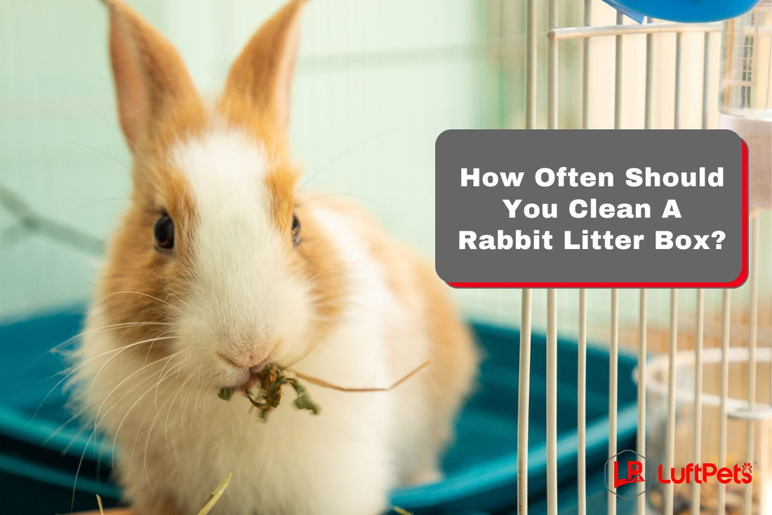 How Often Should You Clean A Rabbit Litter Box? Plus Tips & Secrets!