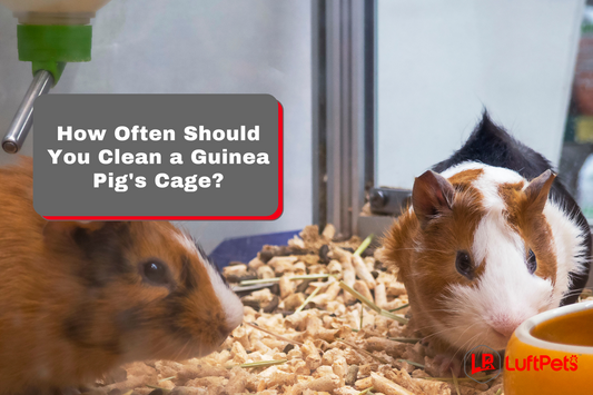 How Often Should You Clean a Guinea Pig's Cage? - LUFTPETS