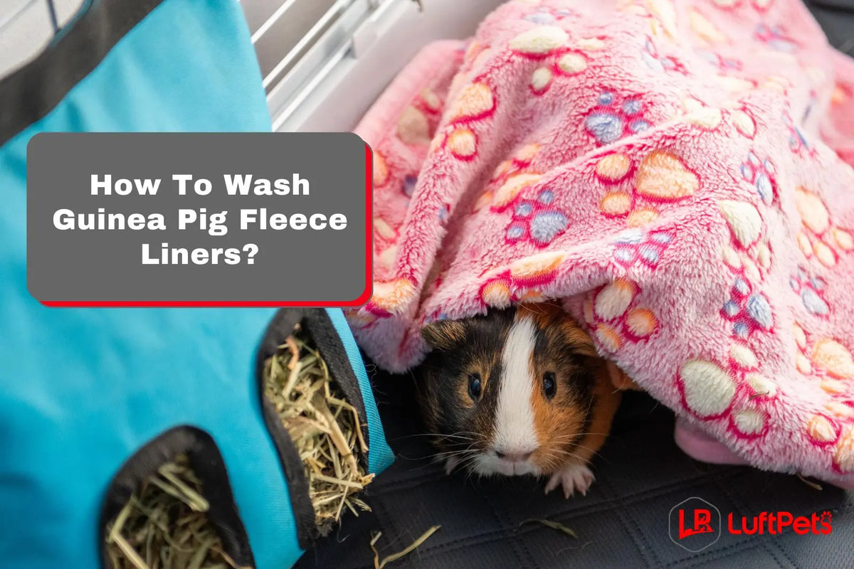How To Wash Guinea Pig Fleece Liners? Plus Some Secret Tips! – LUFTPETS