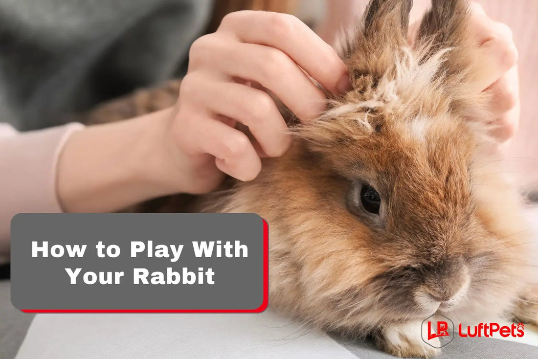 How to Play With Your Rabbit? 11 Fulfilling Games! - LUFTPETS