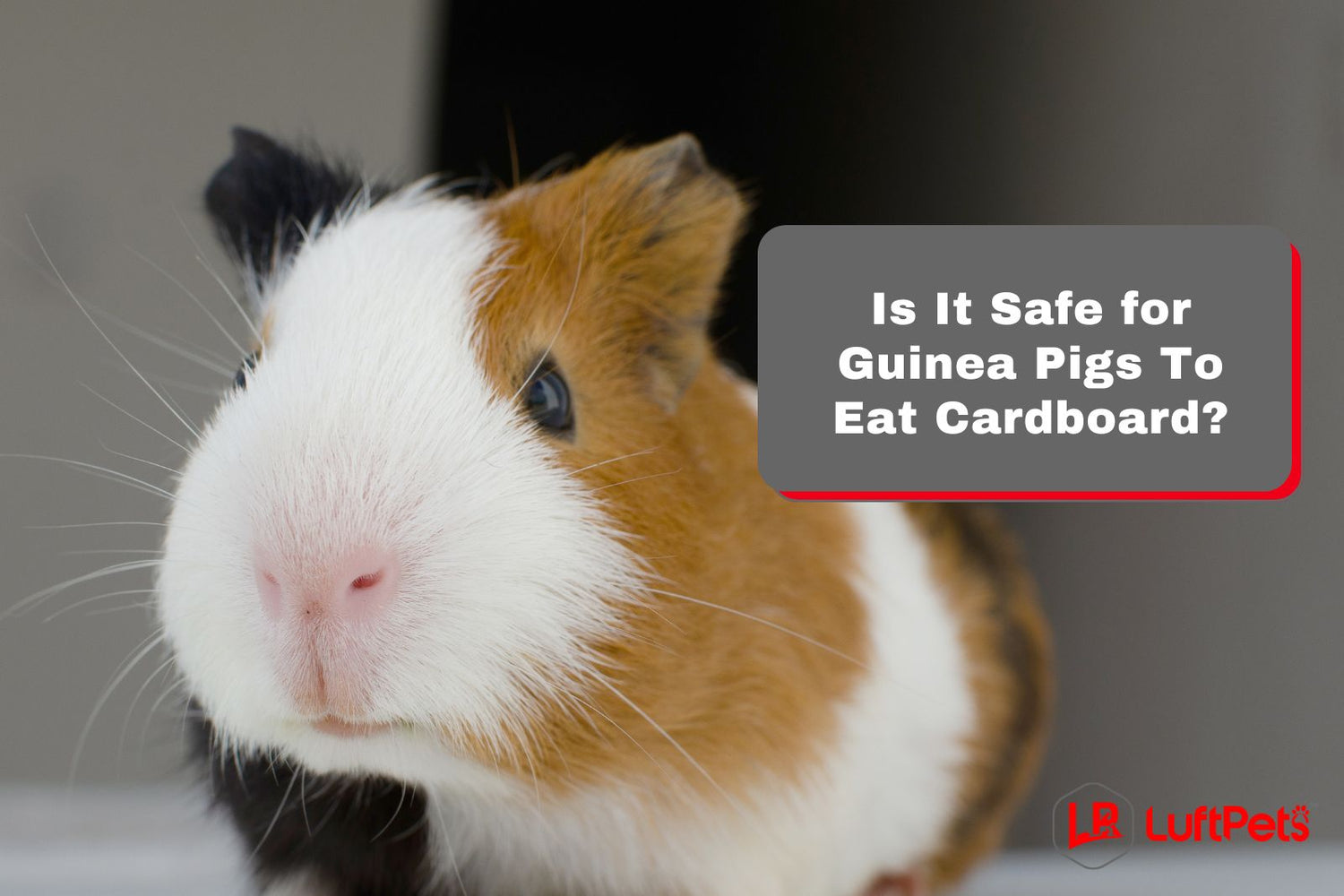 Is It Safe for Guinea Pigs To Eat Cardboard? Everything You Need to Kn
