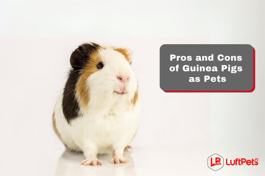 The Pros and Cons of Guinea Pigs as Pets: Should You Get One?
