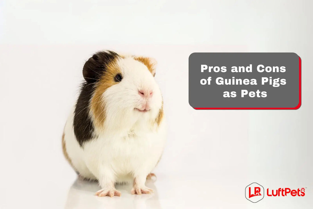 The Pros and Cons of Guinea Pigs as Pets: Should You Get One? - LUFTPETS