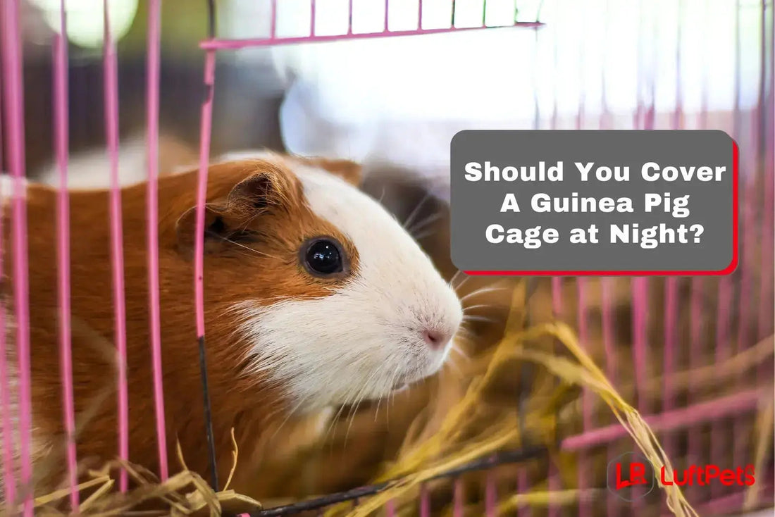 Should You Cover A Guinea Pig Cage at Night? A Must-Read! - LUFTPETS