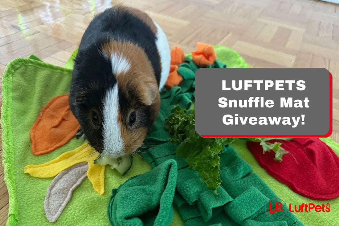 Snuffle Mat For Puppies & Rabbits: New Product Launch & Giveaway – LUFTPETS