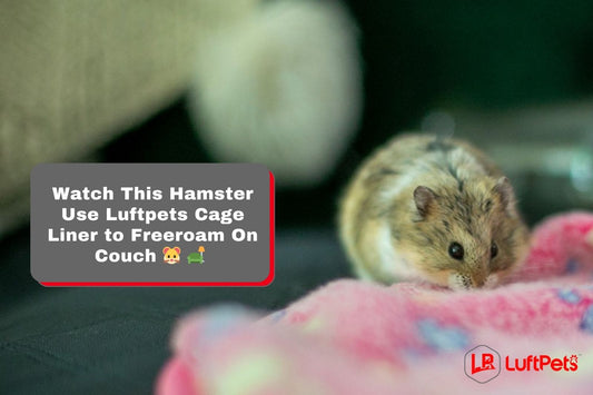 Watch This Hamster Use Luftpets Cage Liner to Freeroam On Couch