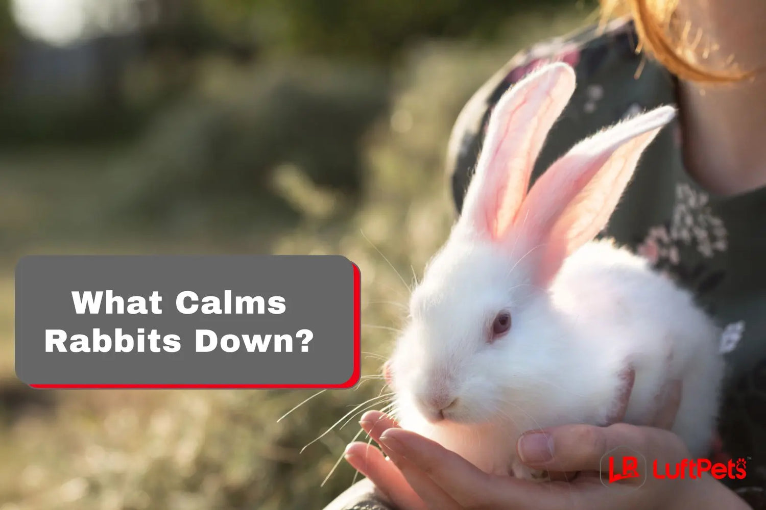 What Calms Rabbits Down? 5 Tips to Keep Your Pet's Anxiety Away! – LUFTPETS