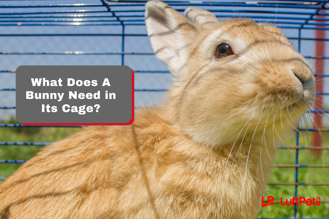 a photo of a rabbit with the text what do bunnies need in their cage