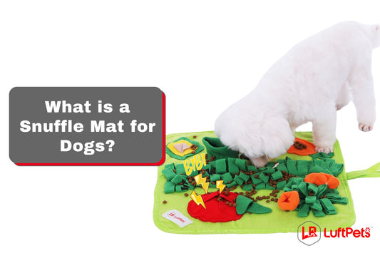 What is a Snuffle Mat for Dogs? Best-Kept Secrets!