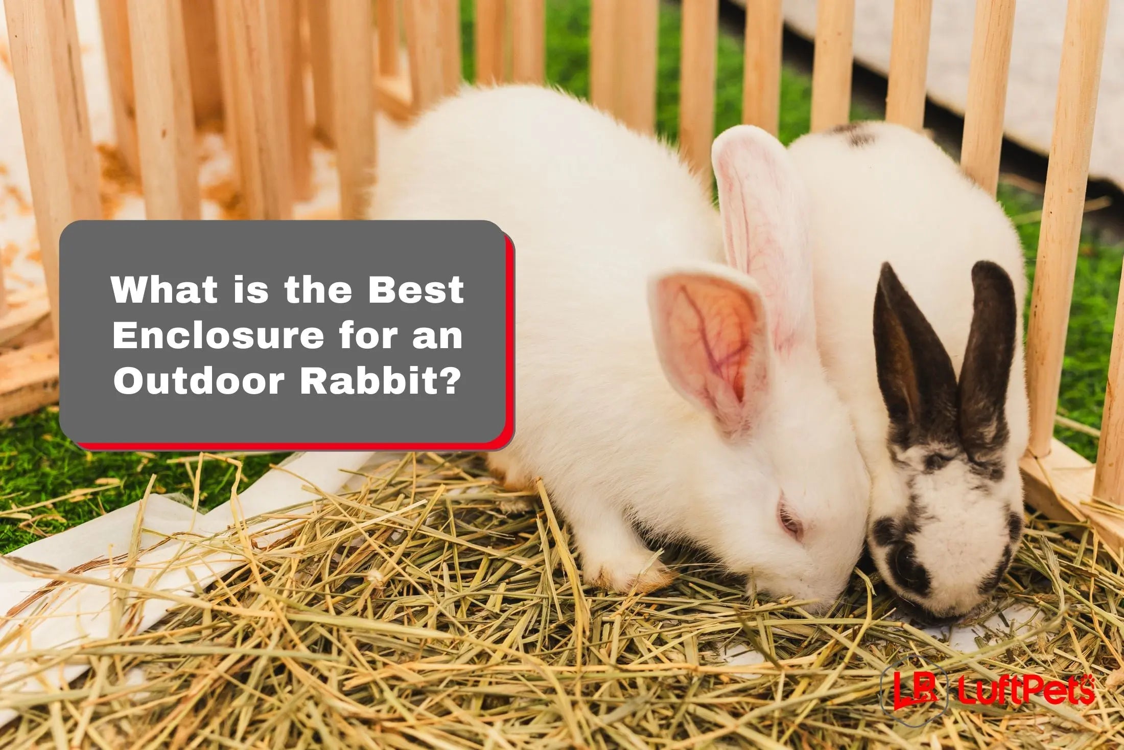 Outdoor Rabbit What is the Best Enclosure for an Outdoor Rabbit? – LUFTPETS