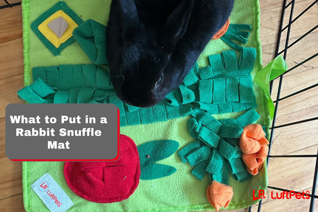 What To Put in a Rabbit Snuffle Mat? A Quick Guide