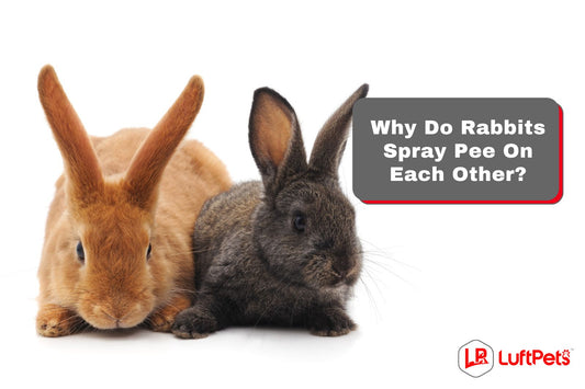 Why Do Rabbits Spray On Each Other? (And How to Stop It)