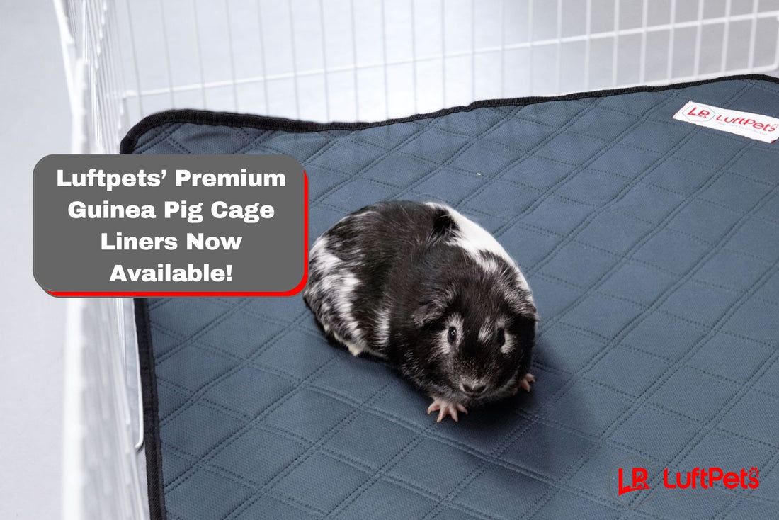 Luftpets’ Premium Guinea Pig Cage Liners Now Available!